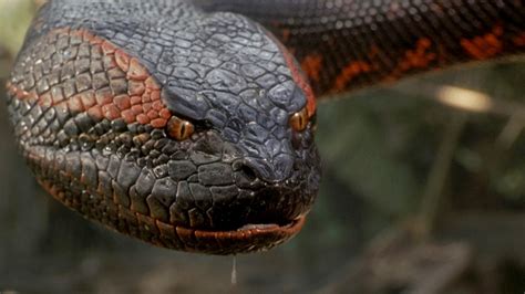 And the conda snake - VU EN CR EW EX Least Concern Extinct Current Population Trend: Unknown A member of the boa family, South America’s green anaconda is, pound for pound, the largest snake in the world. Its... 